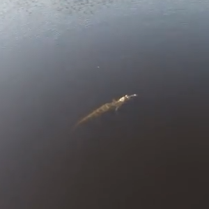 Searching Alligator by Swellpro Splash Drone