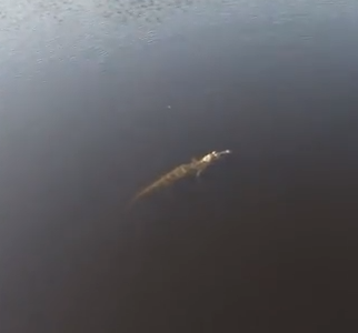 Searching Alligator by Swellpro Splash Drone