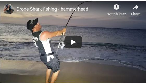 Splash Drone 3 Shark fishing - Found Hammerhead