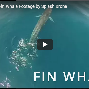 Fin Whale Footage by the Splash Drone