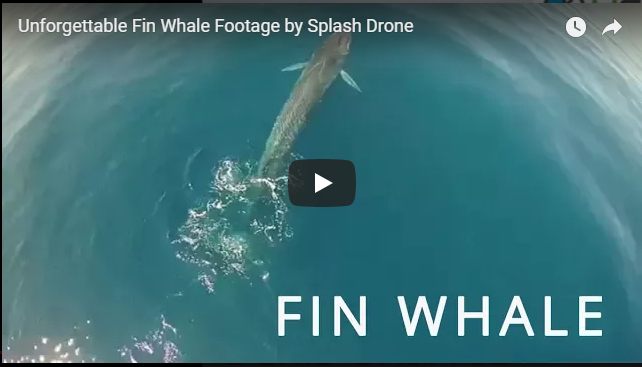 Fin Whale Footage by the Splash Drone