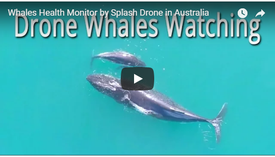 Whales Health Monitor by Splash Drone