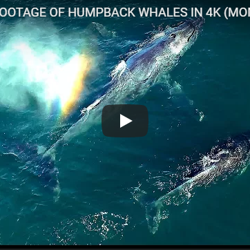 Rare Footage of Humpback Whales