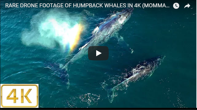 Rare Footage of Humpback Whales