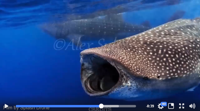 Swimming with the Whale Shark